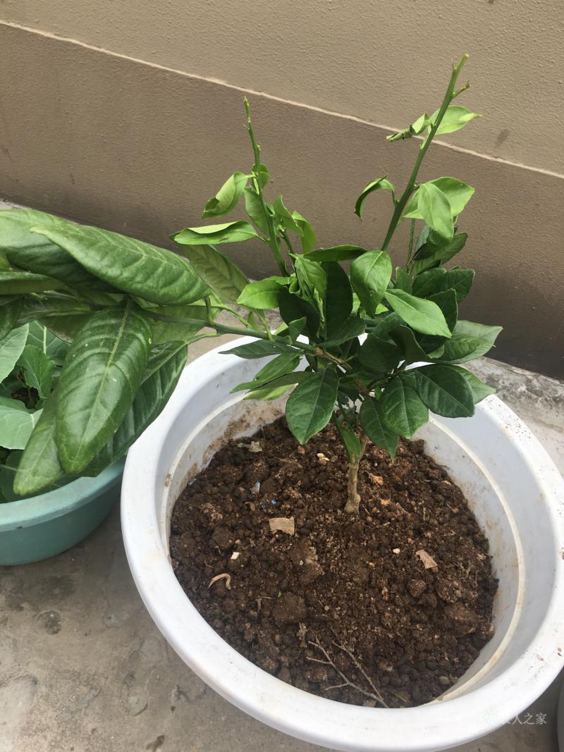 英雄联盟攻略-的简单介绍
